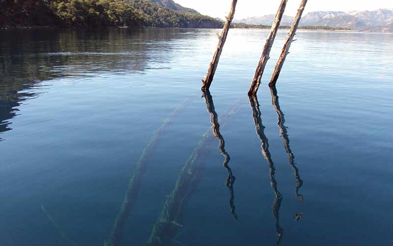 Conheça a Floresta Submersa na Patagônia Argentina