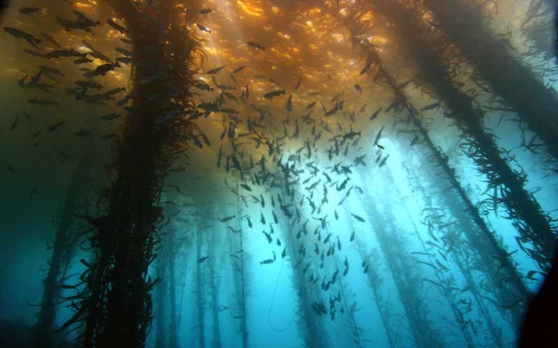 Conheça a Floresta Submersa na Patagônia Argentina